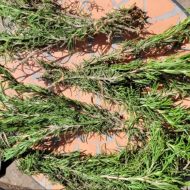 Rosemary Bundle - Fresh